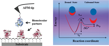 Graphical abstract: The application of atomic force spectroscopy to the study of biological complexes undergoing a biorecognition process