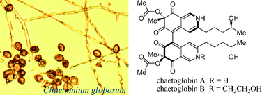 Graphical abstract: Chaetoglobins A and B, two unusual alkaloids from endophytic Chaetomium globosum culture
