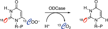 Graphical abstract: A substantial oxygen isotope effect at O2 in the OMP decarboxylase reaction: Mechanistic implications