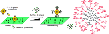 Graphical abstract: Modular synthesis of multivalent glycoarchitectures and their unique selectin binding behavior