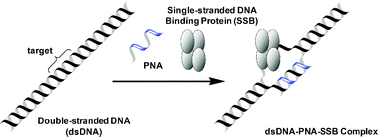 Graphical abstract: Strand invasion of conventional PNA to arbitrary sequence in DNA assisted by single-stranded DNA binding protein