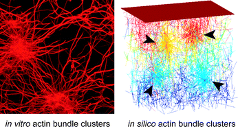 Graphical abstract: Structural polymorphism in heterogeneous cytoskeletal networks