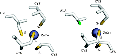 Graphical abstract: Molecular dynamics study of zinc binding to cysteines in a peptide mimic of the alcohol dehydrogenase structural zinc site