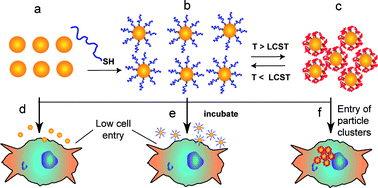 Graphical abstract: Cell up-take control of gold nanoparticles functionalized with a thermoresponsive polymer