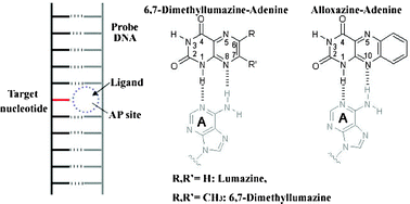 Graphical abstract: 6,7-Dimethyllumazine as a potential ligand for selective recognition of adenine opposite an abasic site in DNA duplexes