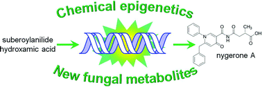 Graphical abstract: A chemical epigenetics approach for engineering the in situbiosynthesis of a cryptic natural product from Aspergillus niger