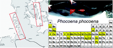 Graphical abstract: Essential and non-essential elements in tissues of harbour porpoises (Phocoena phocoena) stranded on the coasts of the North and Baltic Seas between 2004–2006