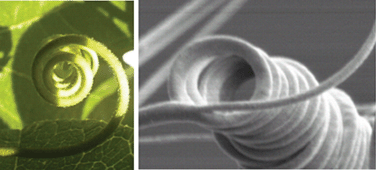 Graphical abstract: How to mimic the shapes of plant tendrils on the nano and microscale: spirals and helices of electrospun liquid crystalline cellulose derivatives
