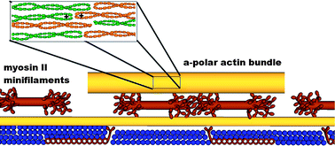 Graphical abstract: Bidirectional cooperative motion of myosin-II motors on actin tracks with randomly alternating polarities
