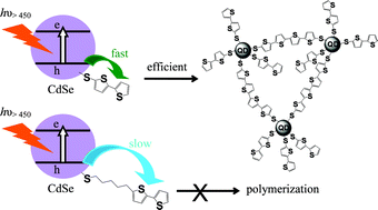 Graphical abstract: Photoinduced hole transfer forming polymerquantum dot nanocomposites