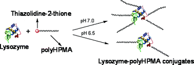 Graphical abstract: Synthesis and bioactivity of poly(HPMA)–lysozyme conjugates: the use of novel thiazolidine-2-thione coupling chemistry
