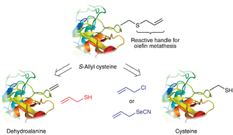 Graphical abstract: Enabling olefin metathesis on proteins: chemical methods for installation of S-allyl cysteine