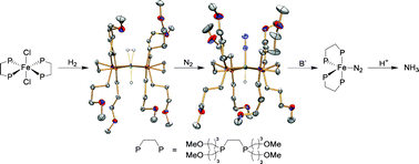Graphical abstract: Precursors to dinitrogen reduction: structures and reactivity of trans-[Fe(DMeOPrPE)2(η2-H2)H]+ and trans-[Fe(DMeOPrPE)2(N2)H]+