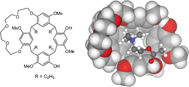 Graphical abstract: Synthesis and structure of mono-bridged resorcinarene host: a ditopic receptor for ammonium guests