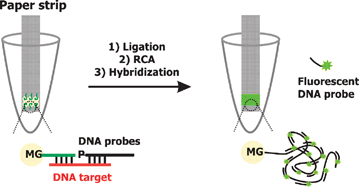 Graphical abstract: Detection of DNA using bioactive paper strips