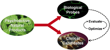 Graphical abstract: New therapeutic potential for psychoactive natural products