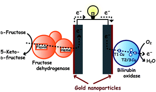 Graphical abstract: Direct electrochemistry of bilirubin oxidase on three-dimensional gold nanoparticle electrodes and its application in a biofuel cell