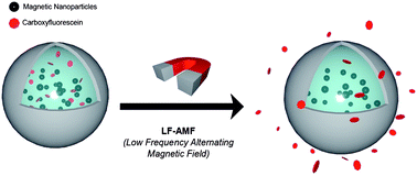 Graphical abstract: Magnetoliposomes for controlled drug release in the presence of low-frequency magnetic field