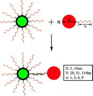 Graphical abstract: Photonic interaction between quantum dots and gold nanoparticles in discrete nanostructures through DNA directed self-assembly