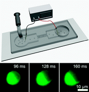Graphical abstract: Microfluidic electroporation of tumor and blood cells: observation of nucleus expansion and implications on selective analysis and purging of circulating tumor cells