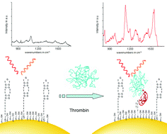 Graphical abstract: Probing biomolecular interactions using surface enhanced Raman spectroscopy: label-free protein detection using a G-quadruplex DNA aptamer