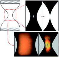 Graphical abstract: Partial universality: pinch-off dynamics in fluids with smectic liquid crystalline order