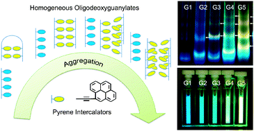 Graphical abstract: Structural diversity induced by pyrene intercalators in homogeneous oligodeoxyguanylates