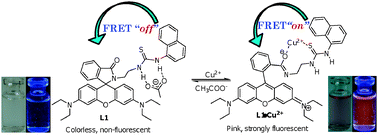 Graphical abstract: A reversible Em-FRET rhodamine-based chemosensor for carboxylate anions using a ditopic receptor strategy