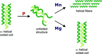 Graphical abstract: Towards understanding secondary structure transitions: phosphorylation and metal coordination in model peptides