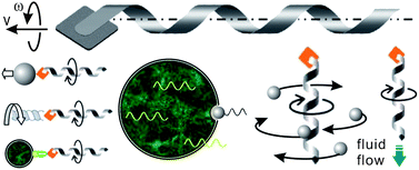 Graphical abstract: Artificial bacterial flagella for micromanipulation