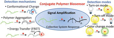 Graphical abstract: Recent advances in fluorescent and colorimetric conjugated polymer-based biosensors