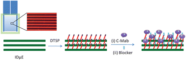 Graphical abstract: Antibody functionalized interdigitated μ-electrode (IDμE) based impedimetric cortisol biosensor