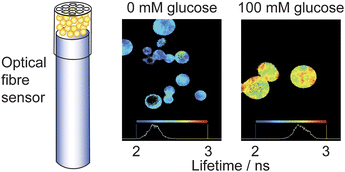 Graphical abstract: A fluorescence lifetime-based fibre-optic glucose sensor using glucose/galactose-binding protein