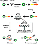 Graphical abstract: The potential of magnetic nanocluster and dual-functional protein-based strategy for noninvasive detection of HBV surface antibodies