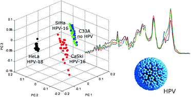 Graphical abstract: Investigation of the influence of high-risk human papillomavirus on the biochemical composition of cervical cancer cells using vibrational spectroscopy