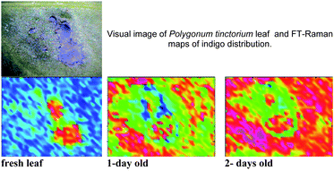Graphical abstract: In situ Raman and IR spectroscopic analysis of indigo dye