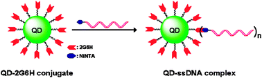 Graphical abstract: Controlled stoichiometric synthesis of DNA–quantum dot conjugates using Ni-mediated coordination chemistry
