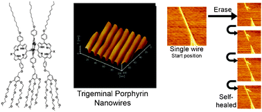 Graphical abstract: Real time self-assembly and reassembly of molecular nanowires of trigeminal amphiphile porphyrins
