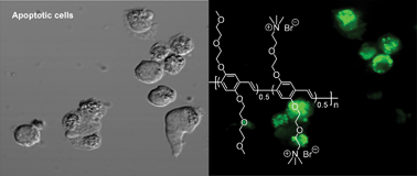 Graphical abstract: A potent fluorescent probe for the detection of cell apoptosis