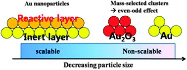 Graphical abstract: Model catalysts of supported Au nanoparticles and mass-selected clusters