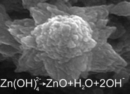 Graphical abstract: Aqueous pathways for the formation of zinc oxide nanoparticles