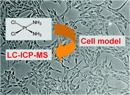 Graphical abstract: Quantitative determination of intact free cisplatin in cell models by LC-ICP-MS