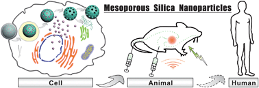 Graphical abstract: Mesoporous silica nanoparticle based nano drug delivery systems: synthesis, controlled drug release and delivery, pharmacokinetics and biocompatibility