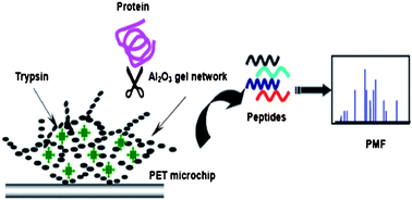 Graphical abstract: Improvement of proteolytic efficiency towards low-level proteins by an antifouling surface of alumina gel in a microchannel