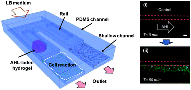 Graphical abstract: Polymer based chemical delivery to multichannel capillary patterned cells