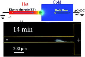 Graphical abstract: Towards high concentration enhancement of microfluidic temperature gradient focusing of sample solutes using combined AC and DC field induced Joule heating