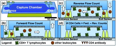 Graphical abstract: A microfabricated electrical differential counter for the selective enumeration of CD4+ T lymphocytes