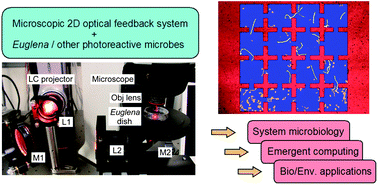 Graphical abstract: Two-dimensional optical feedback control of Euglena confined in closed-type microfluidic channels