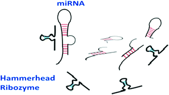 Graphical abstract: Modulation of microRNA function by synthetic ribozymes