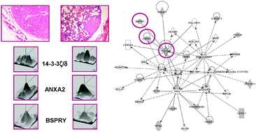 Graphical abstract: A proteomic approach to study parathyroid glands